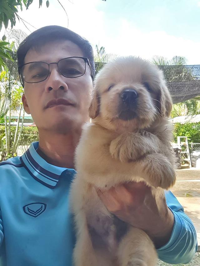 ลูก​สุนัข​พันธุ์​โกลเด้น​หน้าหมี