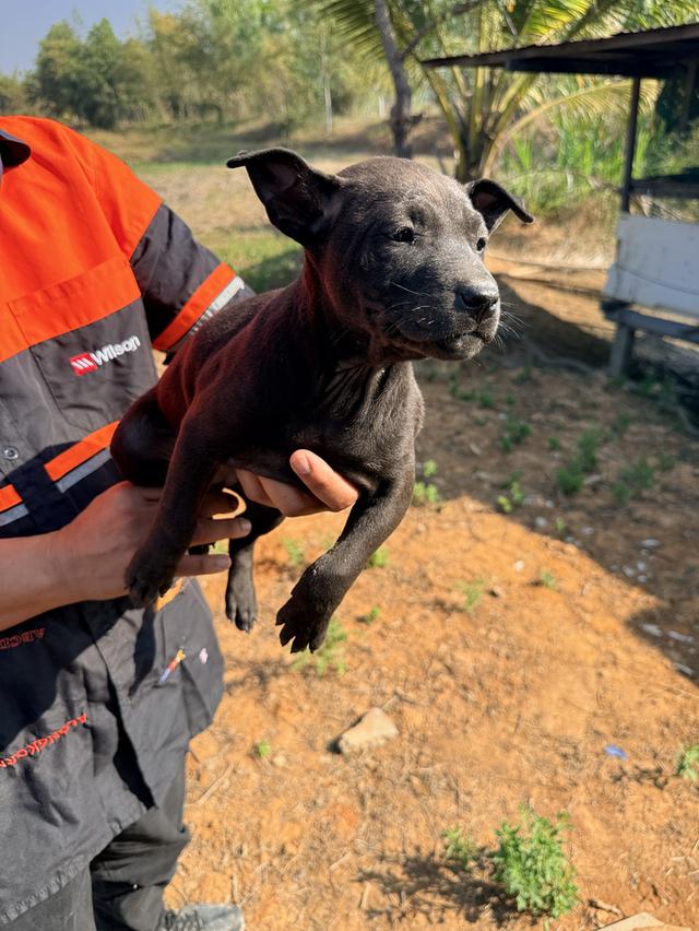 สุนัขไทยหลังอาน เลือด 100% รูปที่ 6