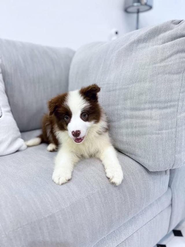 ขาย Border Collie น่ารักสุดๆ 2