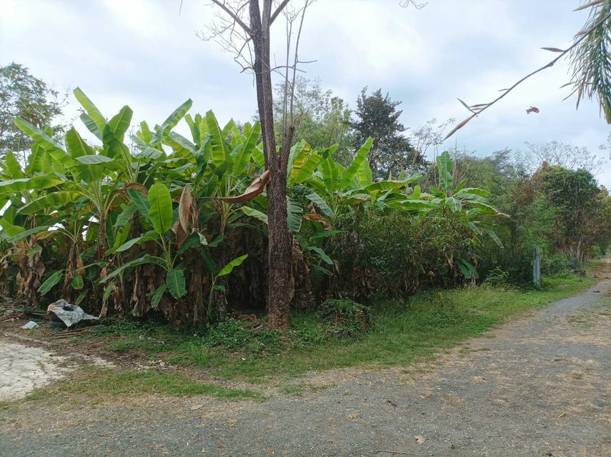 ขายบ้านพร้อมที่ดิน ต.ป่าป้อง อ.ดอยสะเก็ด จ.เชียงใหม่ 20