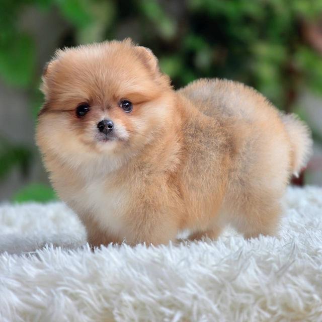 ปอมเมอเรเนียนแท้ เมีย พร้อมย้ายบ้าน พิกัดรามอินทรา รูปย่อยที่ 3