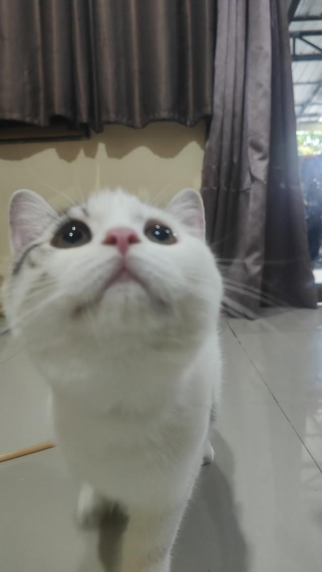 Scottish Fold (boy) 7