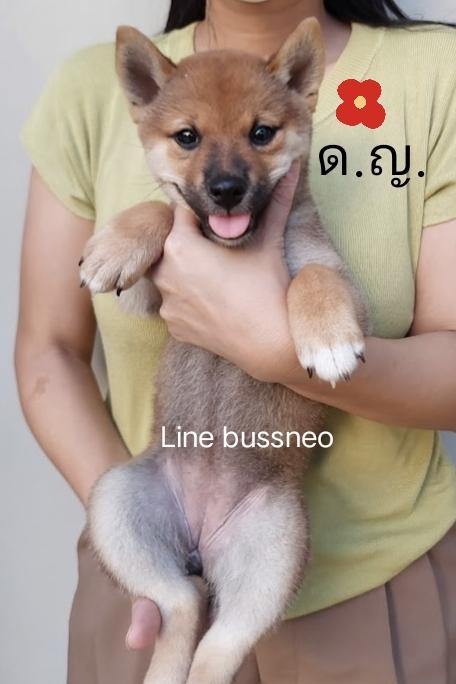 ลูกชิบะอินุ พันธุ์แท้ Shiba Inu ขายด่วน 14