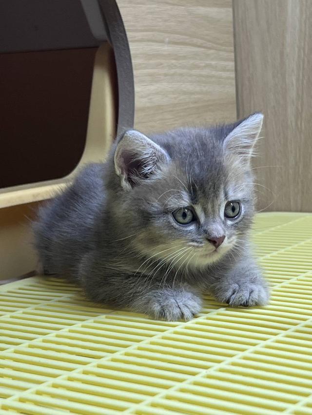 British Shorthair Cat รูปย่อยที่ 2