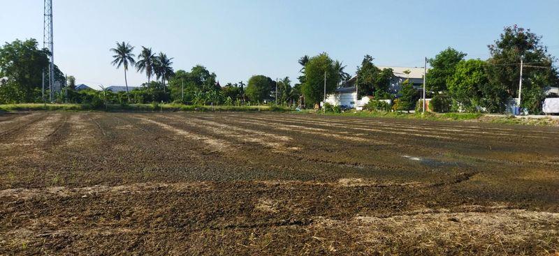 ที่ดิน 4ไร่ 1งาน อยู่สาย 5 สีม่วง 3