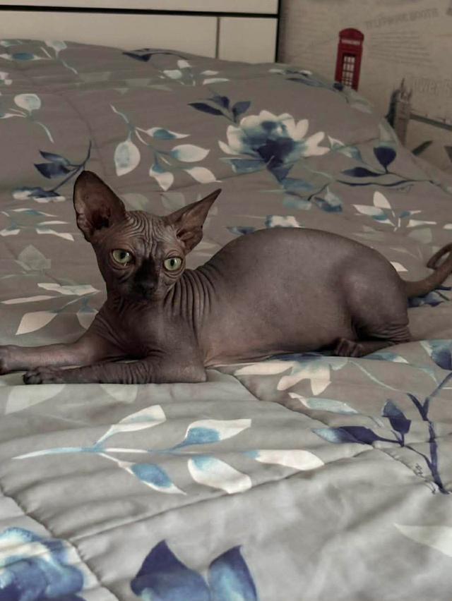 สาวน้อยสฟิงแคนนาเดี่ยนสีบลู(โทนเทาเข้มสวย)🩶 รูปที่ 4