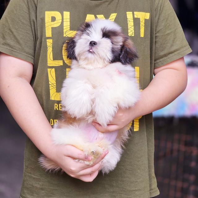 Shihtzu ชิสุหนุ่มหล่อพันธุ์แท้สวยน่ารักพร้อมย้ายบ้าน