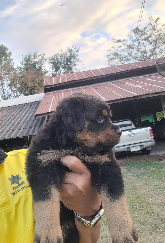 ลูกสุนัขร็อตไวเลอร์พันธุ์แท้สายเลือดนำเข้า 2