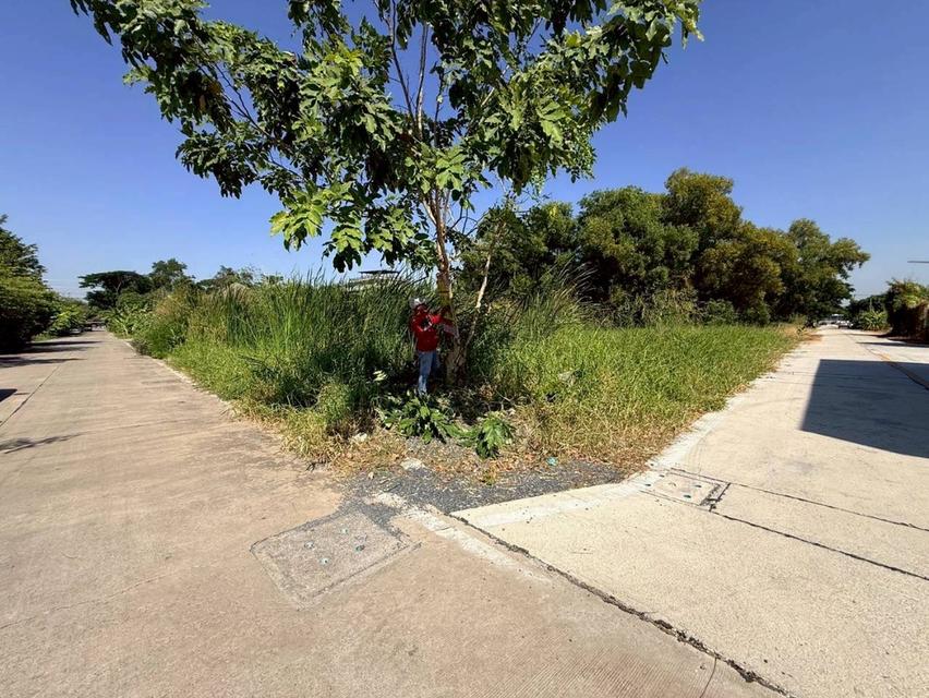 Vายด่วน ที่ดินใกล้มอเตอร์เวย์ 80 ตารางวา แปลงมุม ติดถนนคอนกรีตสาธารณะ ซอยคลองสี่ 6 อ.คลองหลวง จ.ปทุมธานี 3