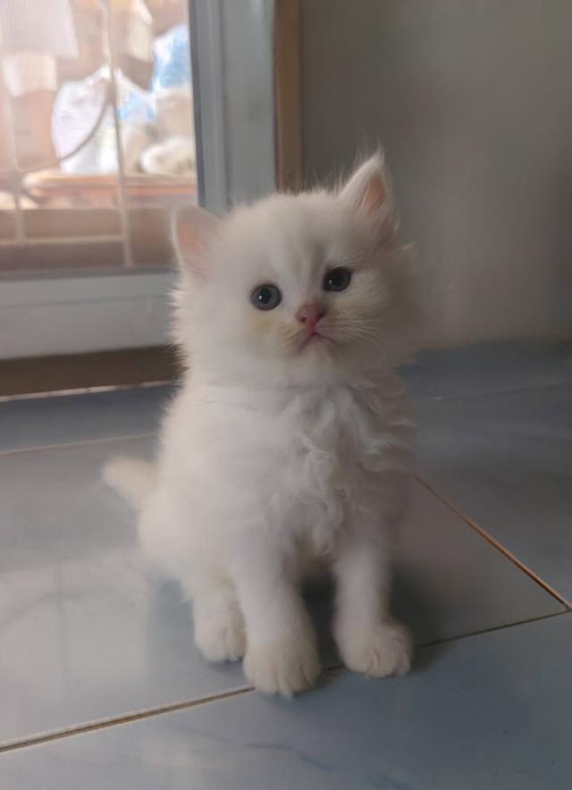 ลูกแมวเปอร์เซียขาวแท้สายตรง รูปที่ 1