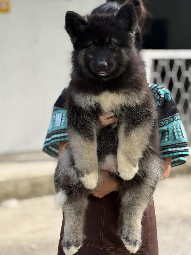 ไซบีเรียนแท้ เพศหญิง ไอดีไลน์ 0834718713