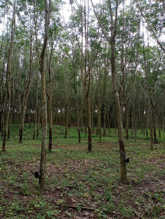 ที่ดิน อ.โป่งน้ำร้อน จ.จันทบุรี 4