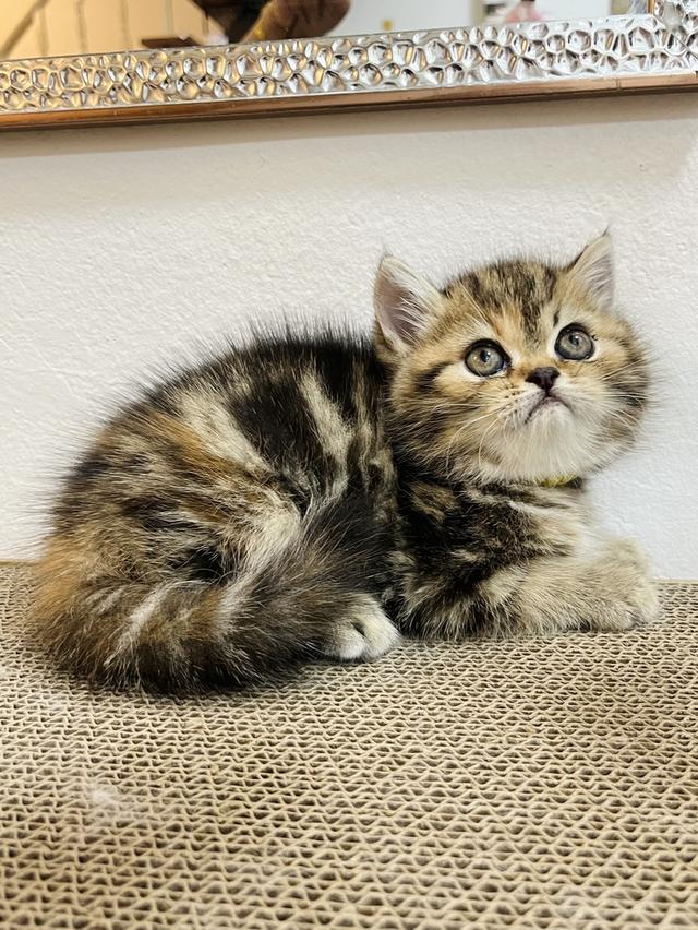 แมว EXO ติกขนสั้น 😁🔥🔥🔥🔥