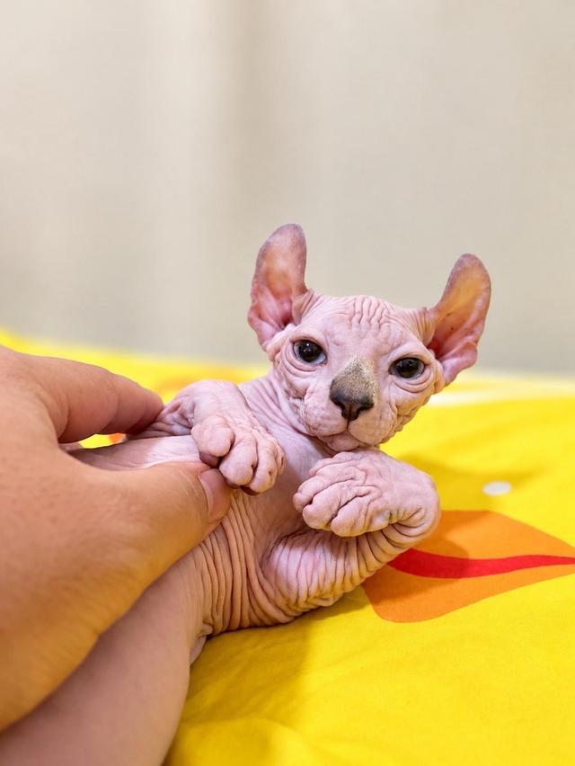 ส่งถึงบ้าน กทม.และปริมณฑล 🐾 รูปที่ 5
