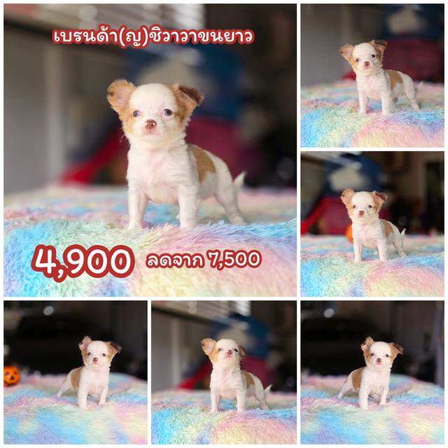 ชิวาวาขนยาวสีแฟนซี 7