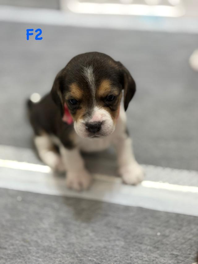 บีเกิ้ล (Beagle) 💯