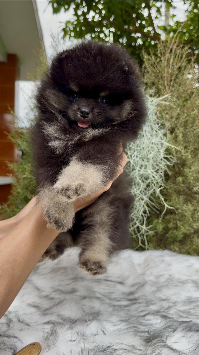 น้องปอมเมอเรเนียนเกรดคุณหนู 7