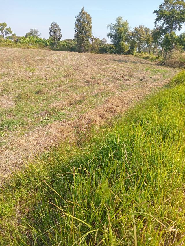 ขายที่ดินเพื่อการเกษตรหรือจัดสรรเพื่อที่อยู่อาศัย 4