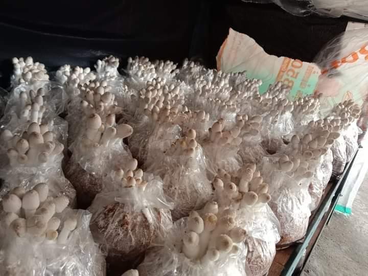 ก้อนเชื้อเห็ดโคนน้อย พร้อมคู่มือการเปิดดอก 8