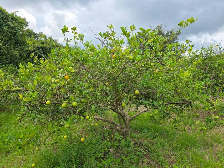 ขาย สวนเกษตร ฟาร์ม 914.75 ไร่ 9