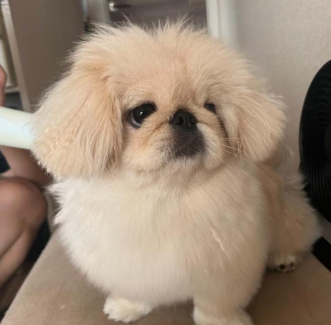 ขายลูกสุนัข Pekingese น่ารักสุดๆ