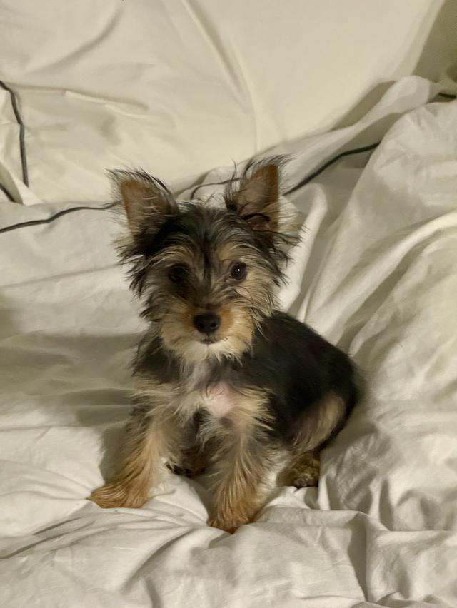 ขายลูกหมายอร์คเชียร์ 6 ตัว