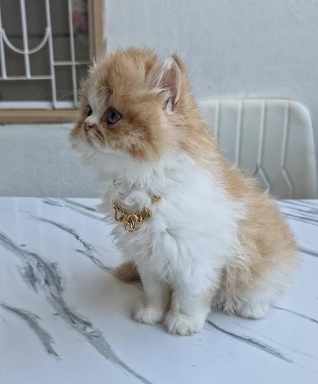 ลูกแมวเปอร์เซีย หน้าบี้หน้าหล่น หน้าตุ๊กตา เปิดกล้องดูเด็กๆได้ค่ะ รูปที่ 2