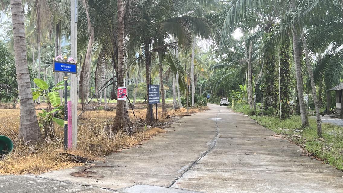 ที่ดิน สวนยางใกล้ทะเล วิวเขา ขนอม จ.นครศรีธรรมราช 11