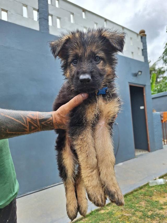 Adorable German Shepherd Puppies - Ready now ! 17