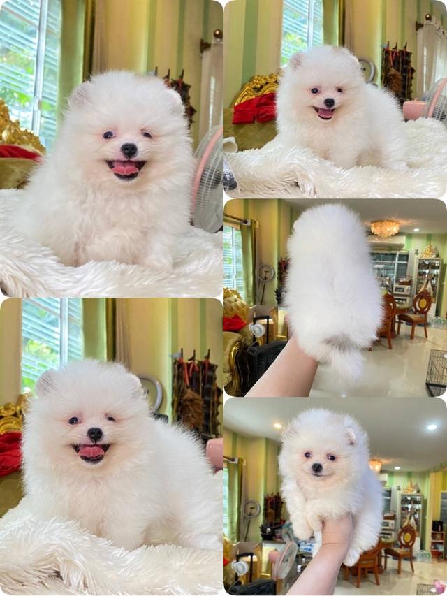 จำหน่ายลูกปอมเมอเรเนียนแท้ ส่งฟรี มีประกันสุขภาพ