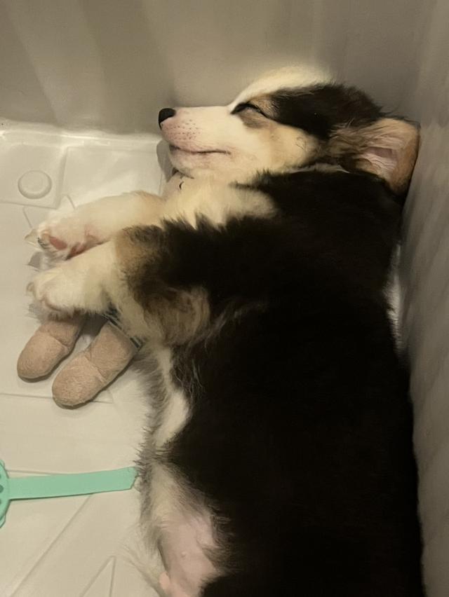 ลูกสุนัข Corgi สามสี 4