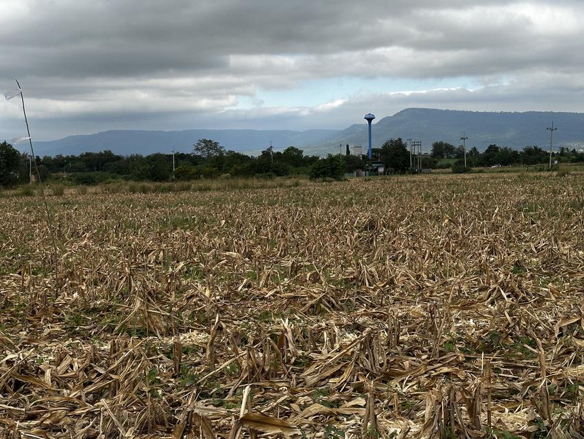 ที่ดินเขาใหญ่ มองเห็นวิวเขา 2ไร่ 2งาน 19ตรว หน้ากว้างติดถนนลาดยาง 77 เมตร ไฟ 3เฟส น้ำพร้อม ถนนลาดยางกว้าง 8 เมตร 2