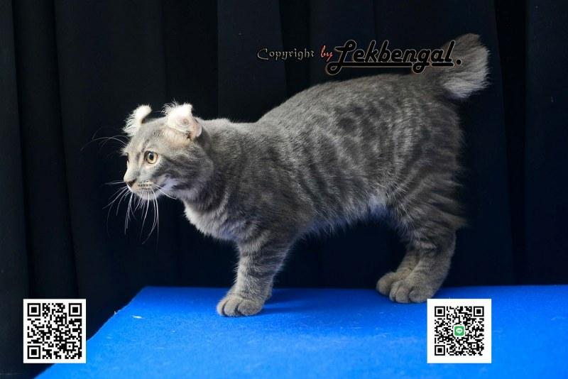 ขายลูกแมวจอมกวน อเมริกันเคิร์ล สีบลู หางกระต่าย (bobtail) สายพันธุ์แท้  4