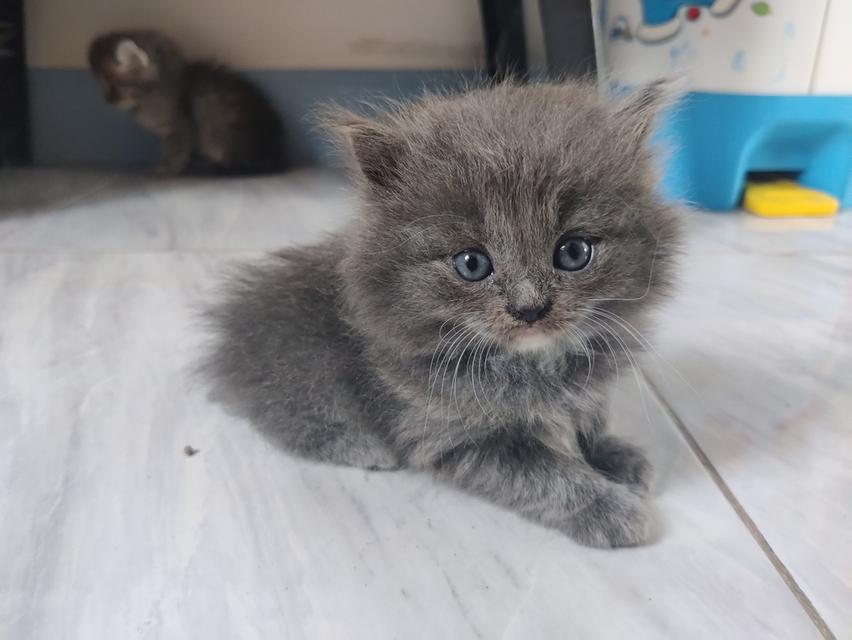 ลูกแมว อเมริกันเคิร์ลผสมบิสติช