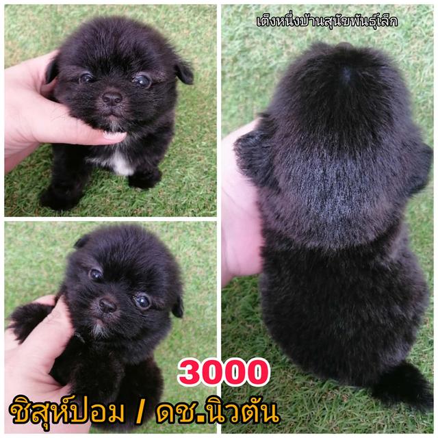 ลูกสุนัขชิสุห์ผสม พร้อมย้าย 12