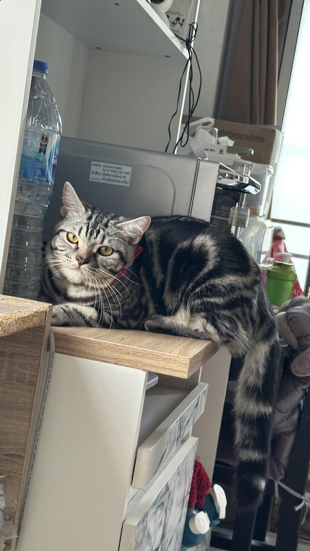 แมวอเมริกัน ช็อตแฮร์ พันธุ์แท้ 💯 8