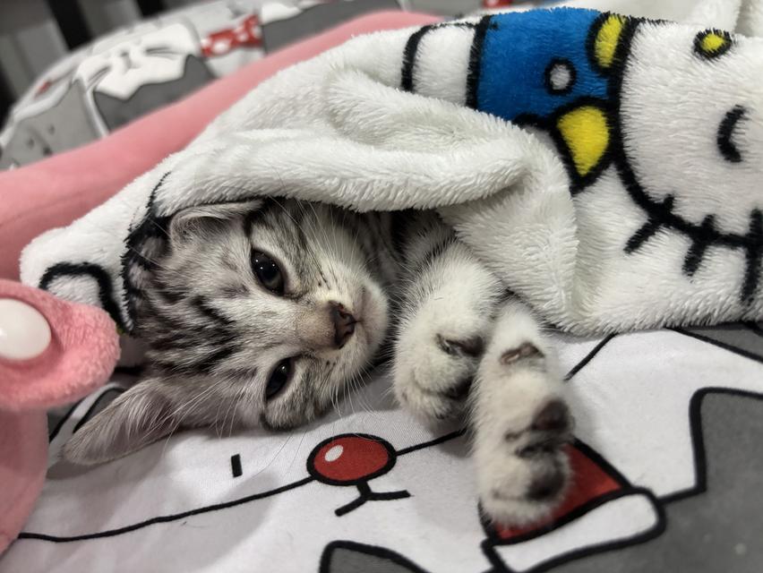 แมว American Shorthair 6