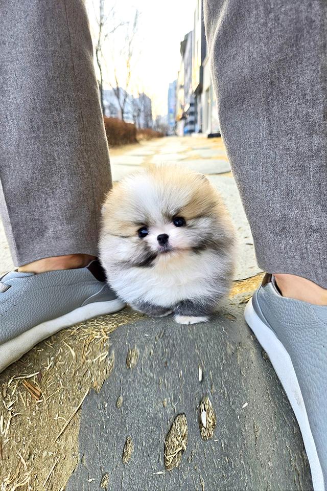 ขายลูกสุนัข Pomeranian หน้าหมี น่ารักมาก เกรดพรีเมียม นำเข้าจากเกาหลี รูปที่ 2