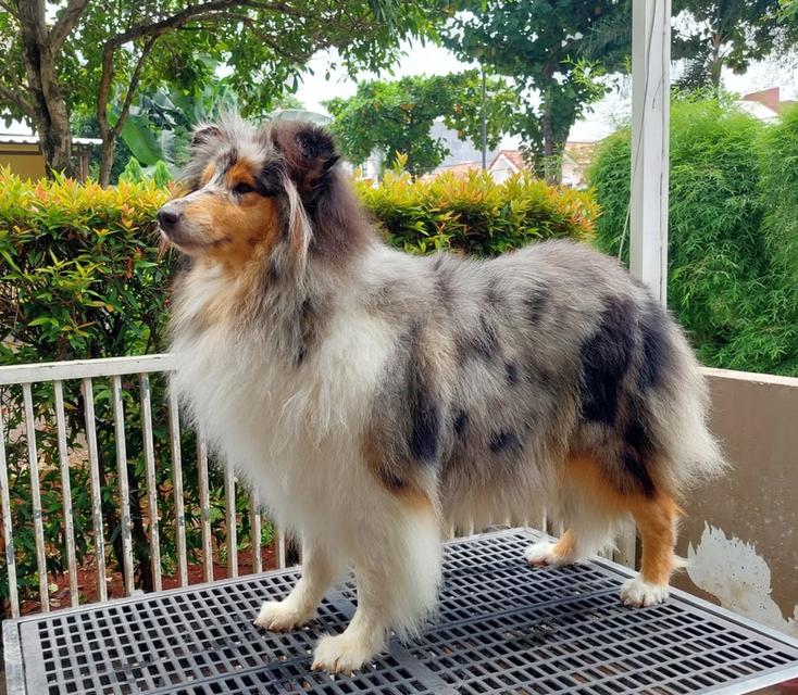 ขาย Dog Collie เพศผู้ ราคาถูกมาก