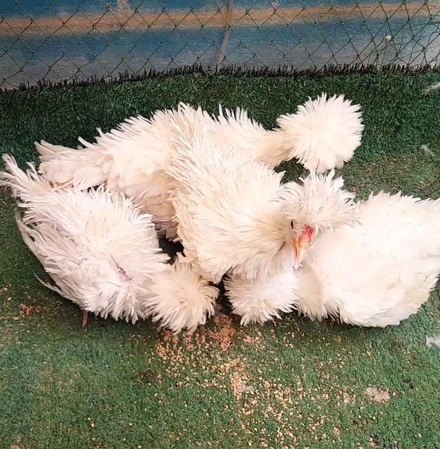 ไก่โปแลนด์ขนกลับสีขาวชุด4ตัวผู้1เมีย3"ส่งฟรีทั่วไทย" รูปที่ 3