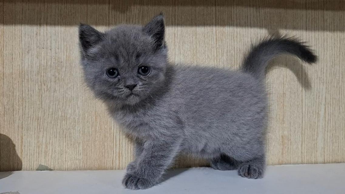 ลูกแมวบริติช. สีบลู. 4