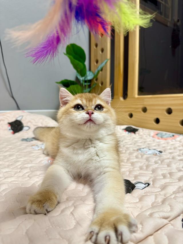 เด็กชายบริติช ช็อตแฮร์