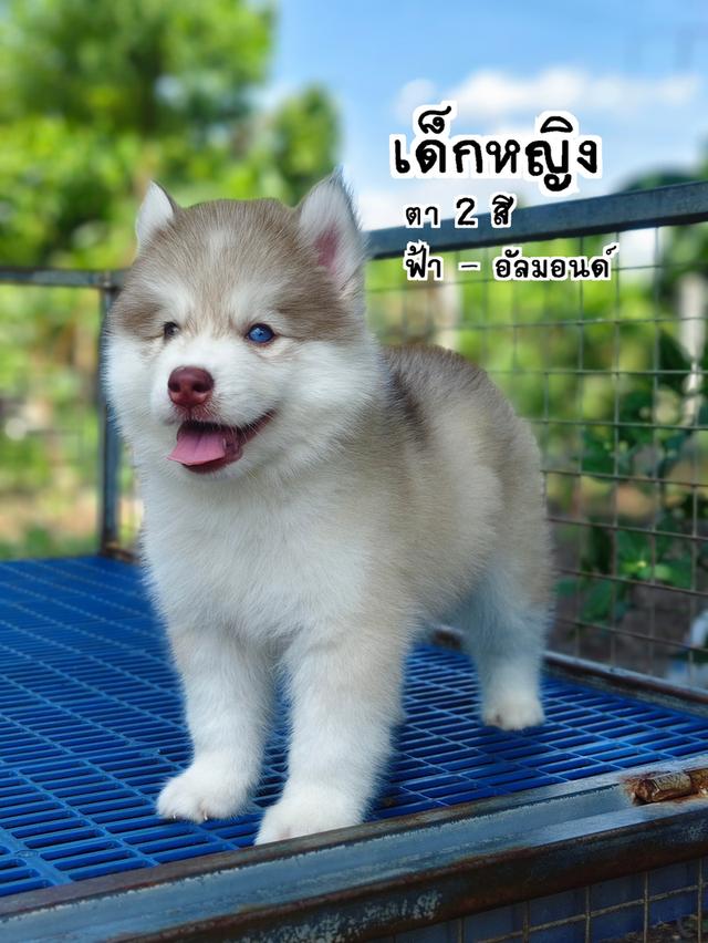 ไซบีเรียนวูลลี่โค้ด ขนยาว