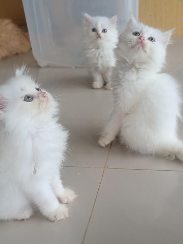 บริติช+เปอร์เซียขาวปุกปุย