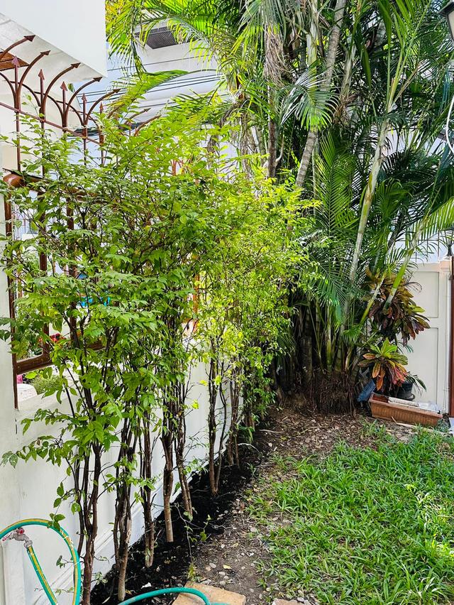 ให้เช่า บ้านเดี่ยว 4ชั้น ใกล้เอ็มโพเรียม เทอมินอล21 อโศก  สุขุมวิท31, BTS พร้อมพงษ์ 13