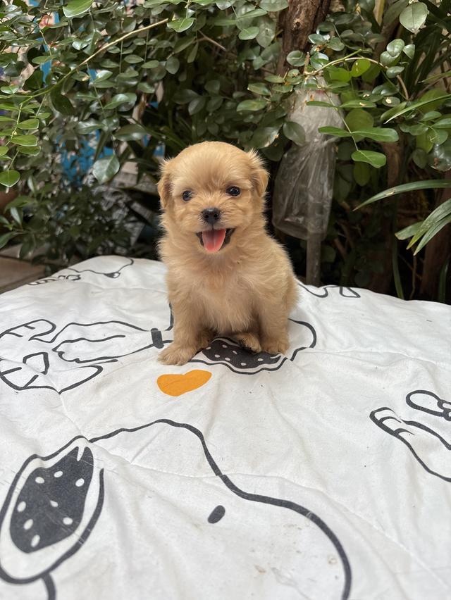 น้องปอมผสมชิสุ เด็กหญิง