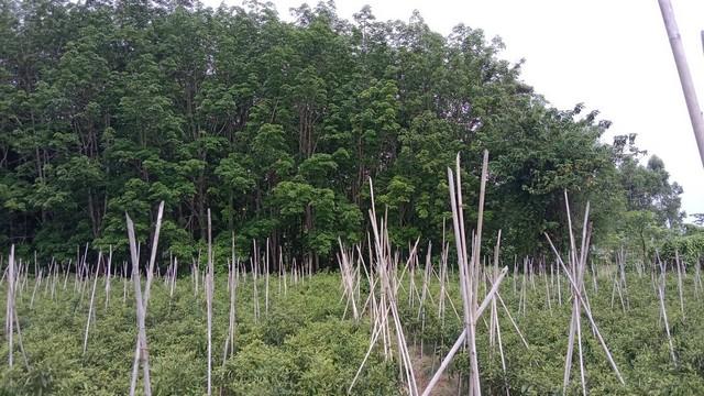 สนใจทรัพย์ดีราคาเงื่อนไขคุยตรงเจ้าของได้ ที่ติดแม่น้ำโขง ต.กุดบง อ.โพนพิสัย จ.หนองคาย หลังติดแม่น้ำโขง ไร่ละ 2ล้านบาท โท