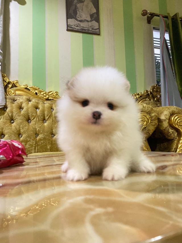 ปอมแท้ อายุ50วัน มีบริการจัดส่งถึงบ้าน สอบถามได้นะคะ