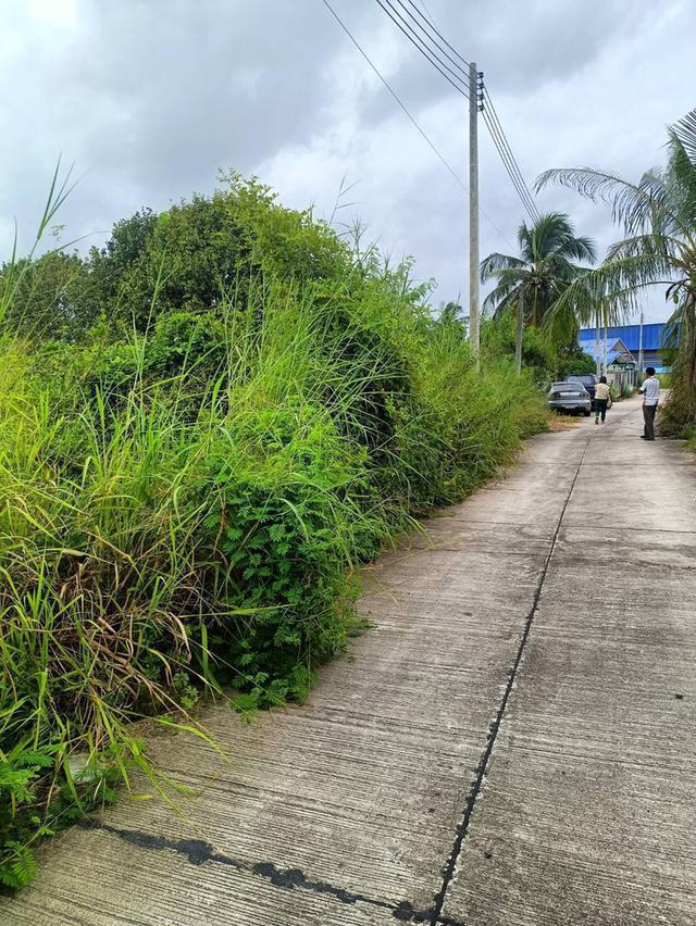 ขายที่ดินโป่ง พัทยาเนื้อที่ 2 ไร่ ใกล้ถนนกระทิงลาย-ปลวกเกตุ-800เมตร อ.บางละมุง ชลบุรี