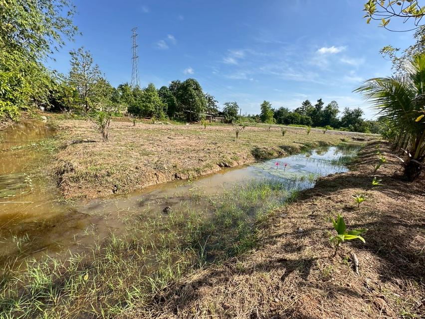 ขายที่ดิน 300 ตรว.  ต.วัดประดู่ อ.เมือง จะ.สุราษฎร์ธานี สนใจ ติดต่อ 0853929942 2